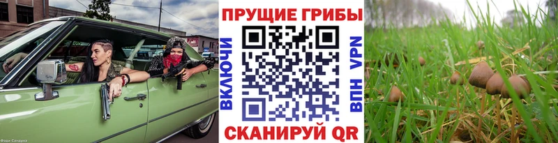 Псилоцибиновые грибы прущие грибы  Кизляр 